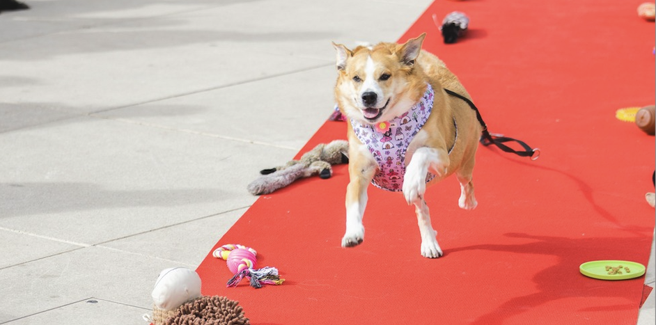 Dogfest de Diagonal Mar: Amor, Diversión y Estilo