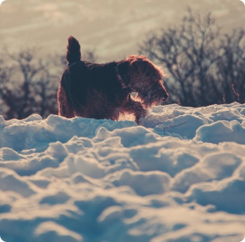 Perro andando por la nieve a la hora de la puesta de sol